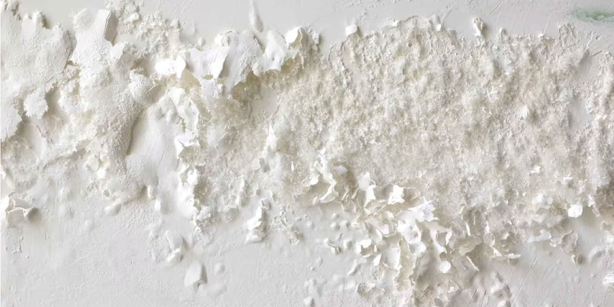What is White Mold