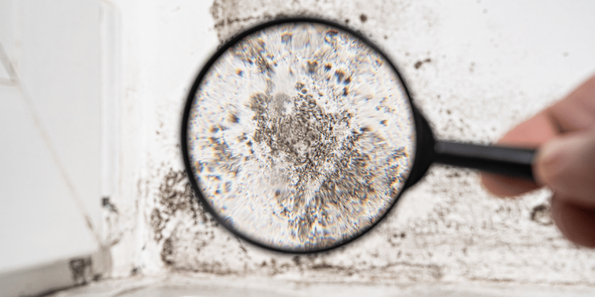 How Do You Know If Mold is Growing How Do You Know If Mold is Growing